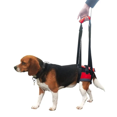 HANDY CANIS BICHE XS (yorkshire, chihuahua)