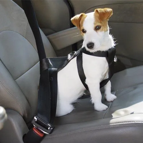 IBÁÑEZ CHIEN HARNAIS POUR VOITURE - TAILLE M