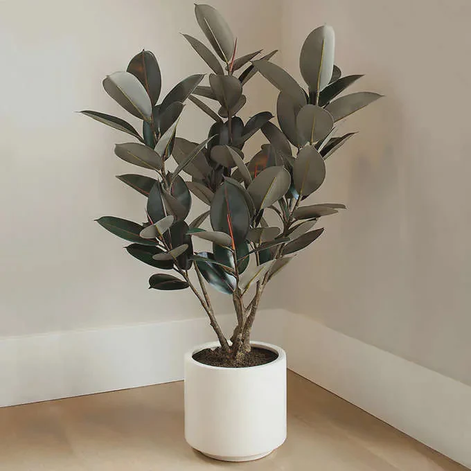 CG Hunter Faux Rubber Tree 1.2 m (4 ft.)